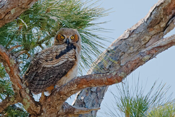 Owl Fledgling on branch at St Andrews State Park in Panama City, Florida, USA