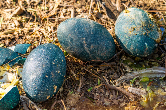 Close-up of Emu (Dromaius novaehollandiae) eggs. 
