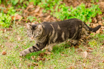 Naklejka na ściany i meble A male cat who is a stray looks at the camera while standing in the grass, about to flee.