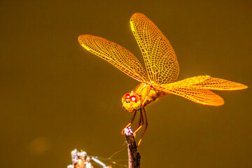 Golden colored dragonfly, amber striper dragonfly, intense perithemis
