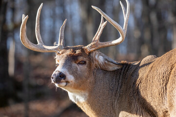 Fototapeta premium White Tailed Deer A Buck With Antlers The Forest Guardian: The Majestic Stance of a Odocoileus virginianus. Wildlife Photography.