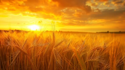 Obraz premium Wide field of barley, foreground focus, under a vivid yellow sky at sunset, perfect for atmospheric backgrounds