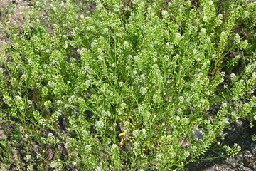 Virginia pepper weed (Lepidium virginicum) flowers. Brassicaceae weeds native to North America. Many small four-petaled flowers bloom in racemes in early summer.