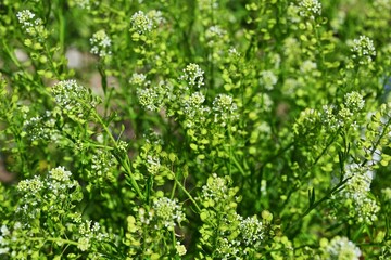 Virginia pepper weed (Lepidium virginicum) flowers. Brassicaceae weeds native to North America. Many small four-petaled flowers bloom in racemes in early summer.