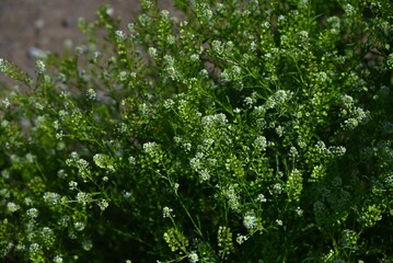 Virginia pepper weed (Lepidium virginicum) flowers. Brassicaceae weeds native to North America. Many small four-petaled flowers bloom in racemes in early summer.