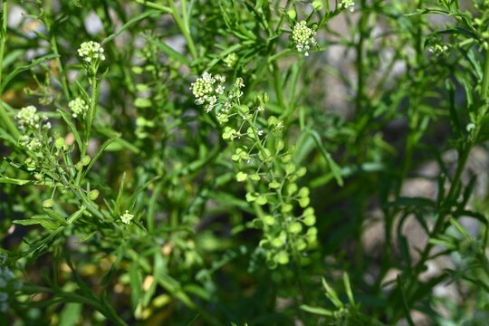 Virginia pepper weed (Lepidium virginicum) flowers. Brassicaceae weeds native to North America. Many small four-petaled flowers bloom in racemes in early summer.