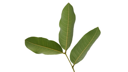 Longan leaves with Isolate Leaves on transparent background. Png file.