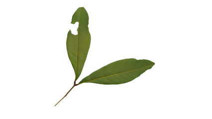 Hollow longan leaves with Isolate Leaves on transparent background. Png file.