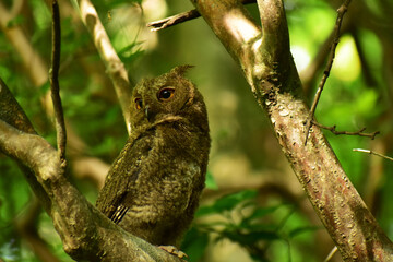 初夏の森のオオコノハズクの幼鳥