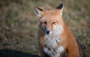 Autumn Watcher Vulpes Vulpes: A Red Fox Surveys Its Territory,  Wildlife Photography. 