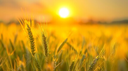 Fototapeta premium Golden sunset illuminating a wide field of barley, close-up view of the grains against a vibrant yellow sky, embodying tranquility