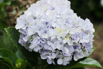 Panca Warna flower or better known as Hydrangea macrophylla with a blurry background