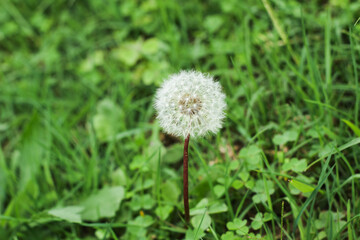 Blooming white Dandelion flowers on green grass background.