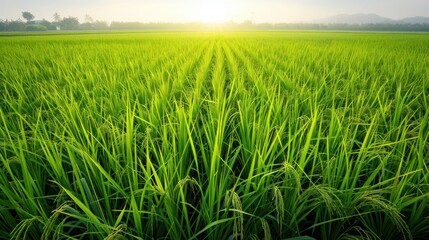 Obraz premium Landscape nature of rice field on rice paddy green color lush growing