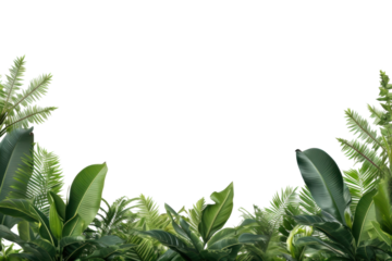 PNG Banana tree landscape border backgrounds outdoors nature