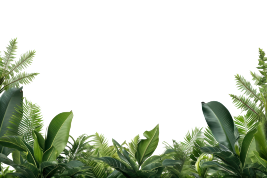 PNG Banana tree landscape border backgrounds outdoors nature