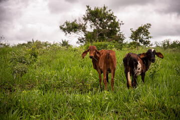BEZERROS SOLTOS NO CAPIM