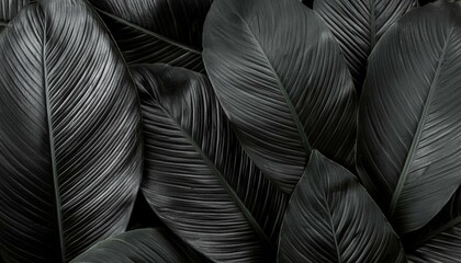 black and white background clothing, cloth, furniture, silk, textured, color, fashion