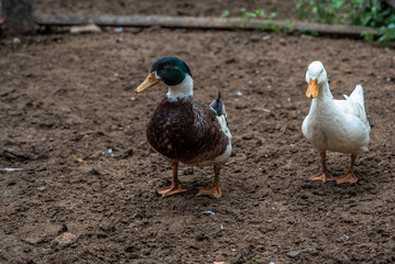 CASAL DE MARRECOS SOLTOS