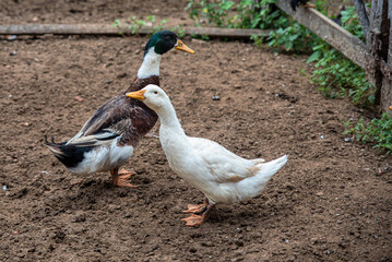 CASAL DE MARRECOS SOLTOS