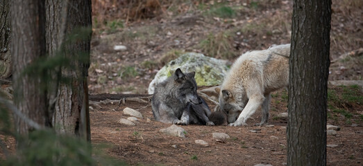 Wolf Whispers of the Wild: A Moment Among Wolves.  Wildlife Photography. 