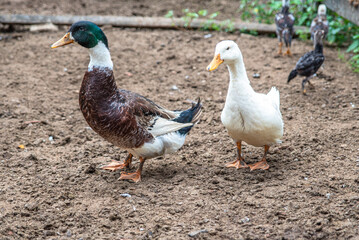 CASAL DE MARRECOS SOLTOS