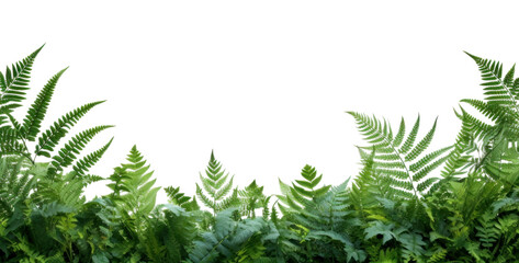 PNG Fern leaves landscape border backgrounds plant leaf
