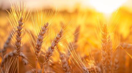 Intimate close-up of golden barley ears against a striking yellow sky, emphasizing the beauty of the countryside
