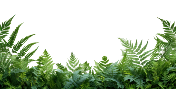 PNG Fern leaves landscape border backgrounds plant leaf