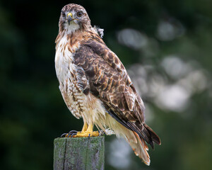 Red Tailed Hawk Looking for its Next Meal