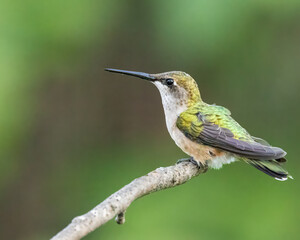 Hummingbird on a perch