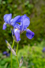 belle fleur dans un jardin, iris bleu au printemps © Esta Webster