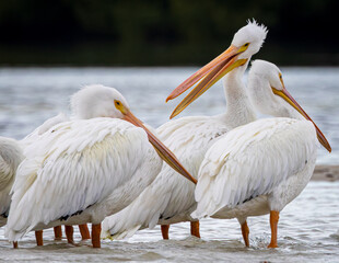 Did you hear the one about the fish that got away?