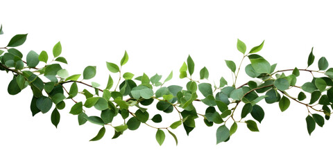 Fototapeta premium PNG Plant leaf green vine