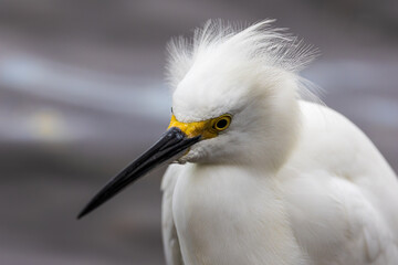 Eye and Feather detail on a Snowy Egret