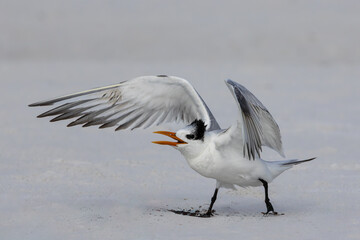 Sqwaking Royal Tern