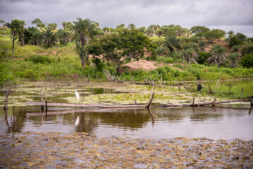 LAGO COM VEGETACAO E AVES