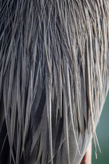 Feather detail of a Great Blue Heron