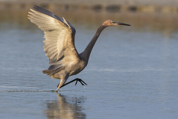 Dancing Reddish Egret on one leg