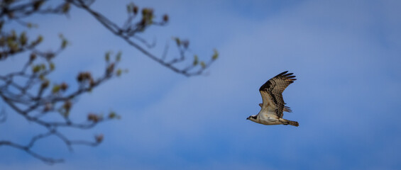 An Osprey heading for the trees