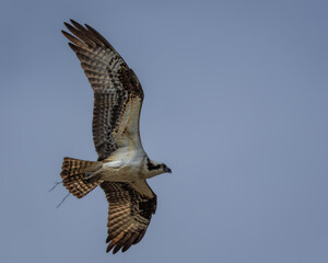 Osprey carrying material for its nest