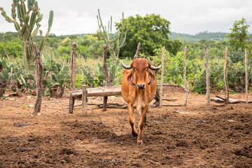 Vaca da Raca Gir Leiteiro