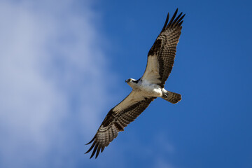 Looking up at an Osprey flying through the clouds