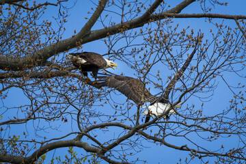 Hey, You, Get Off of My Branch