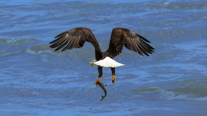 Eagle Grabbing a fish from the Water