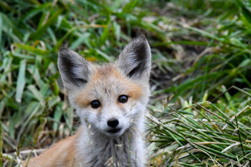 red fox cub