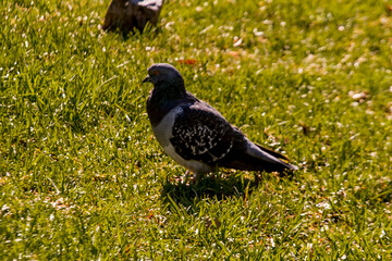 Large gray pigeon on the lawn