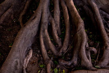 Tree roots texture background