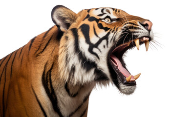 PNG A Closeup head sumateran tiger wildlife animal mammal