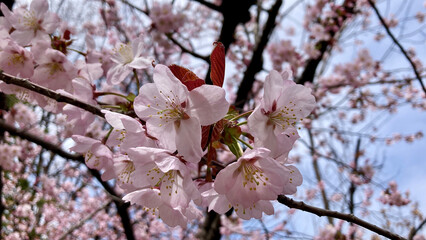 Breathtaking cherry blossoms and blue sky